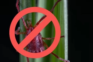 клещ сидит на траве 