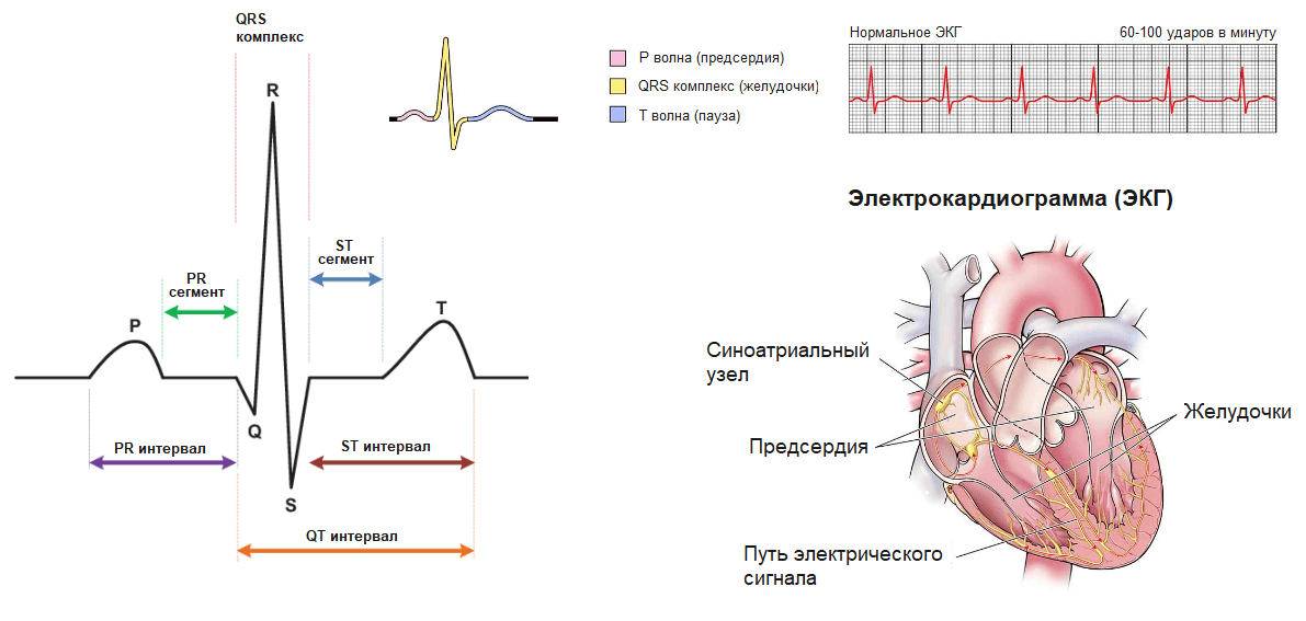 ЭКГ-расшифровка и анализ кардиограммы